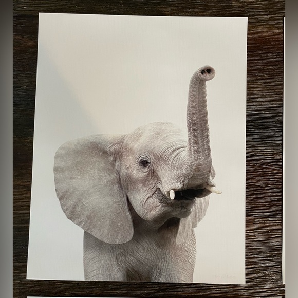 8x10 in. Safari Baby Animals Nursery Wall Decor, 6 Pictures - Picture 3 of 12